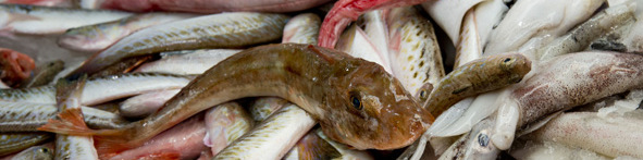 Pescheria